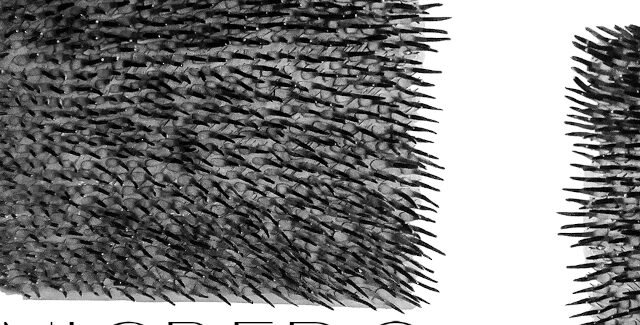 Nigredo @ Galeria Galateea Contemporary Art