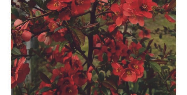 Sărbători Pascale fericite!